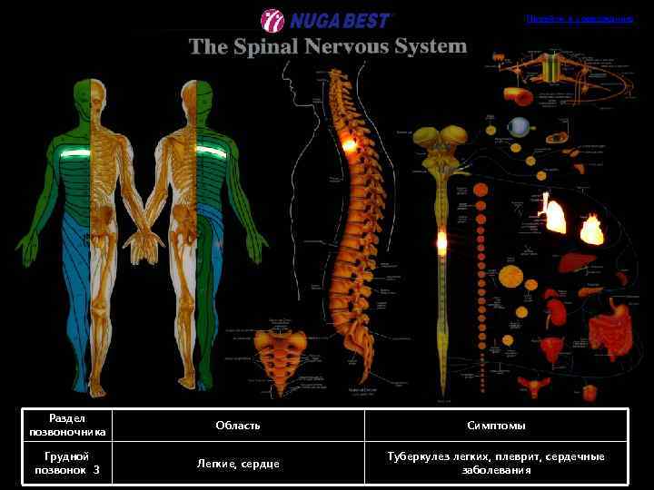 Перейти к содержанию Раздел позвоночника Область Симптомы Грудной позвонок 3 Легкие, сердце Туберкулез легких,