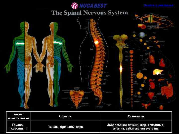 Перейти к содержанию Раздел позвоночника Область Симптомы Грудной позвонок 4 Печень, брюшной нерв Заболевания