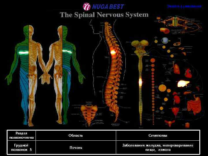 Перейти к содержанию Раздел позвоночника Область Симптомы Грудной позвонок 5 Печень Заболевания желудка, непереваривание