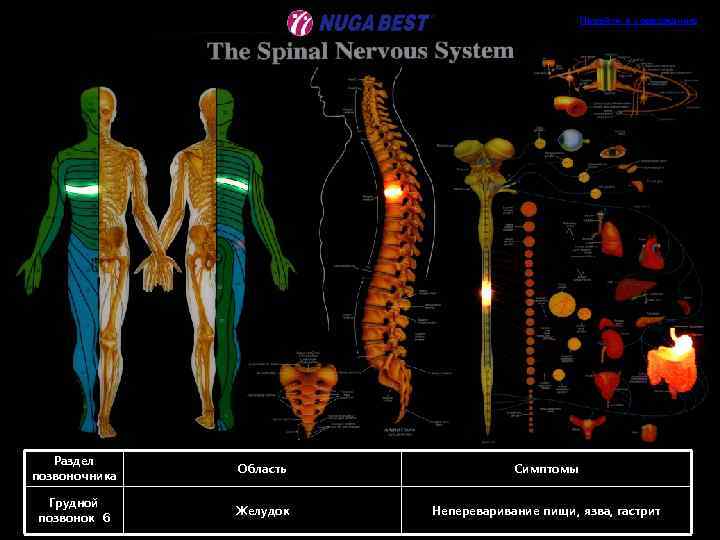 Перейти к содержанию Раздел позвоночника Область Симптомы Грудной позвонок 6 Желудок Непереваривание пищи, язва,