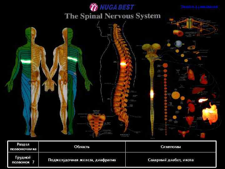 Перейти к содержанию Раздел позвоночника Область Симптомы Грудной позвонок 7 Поджелудочная железа, диафрагма Сахарный