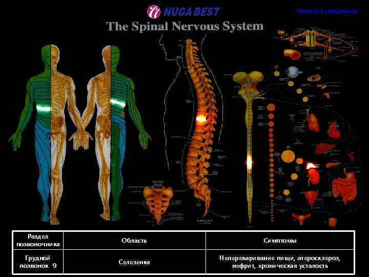 Перейти к содержанию Раздел позвоночника Область Симптомы Грудной позвонок 9 Селезенка Непереваривание пищи, атеросклероз,