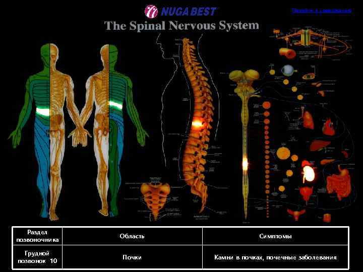 Перейти к содержанию Раздел позвоночника Область Симптомы Грудной позвонок 10 Почки Камни в почках,
