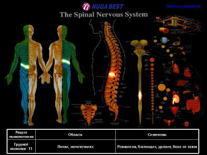 Перейти к содержанию Раздел позвоночника Область Симптомы Грудной позвонок 11 Почки, мочеточники Ревматизм, бесплодие,
