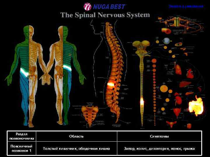 Перейти к содержанию Раздел позвоночника Область Симптомы Поясничный позвонок 1 Толстый кишечник, ободочная кишка