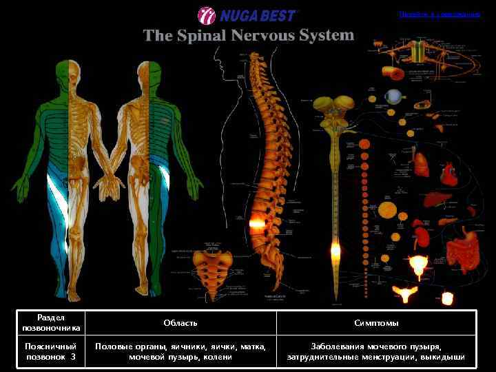 Перейти к содержанию Раздел позвоночника Область Симптомы Поясничный позвонок 3 Половые органы, яичники, яички,