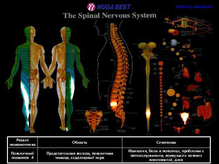 Перейти к содержанию Раздел позвоночника Область Симптомы Поясничный позвонок 4 Предстательная железа, поясничная мышца,