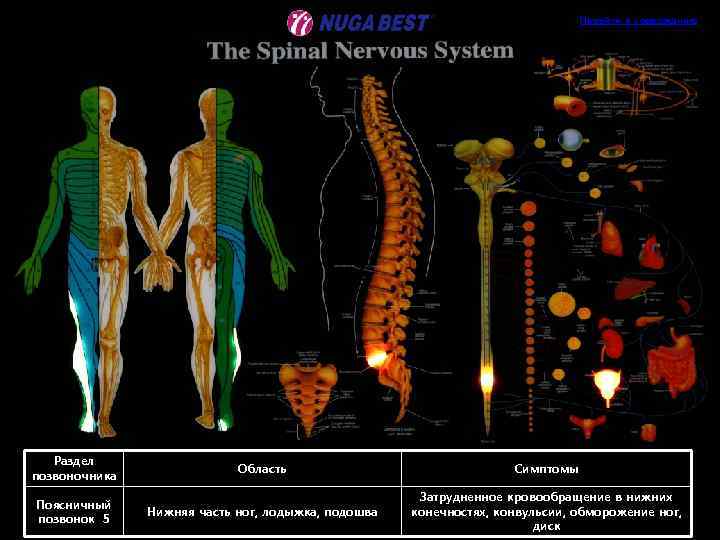 Перейти к содержанию Раздел позвоночника Область Симптомы Поясничный позвонок 5 Нижняя часть ног, лодыжка,