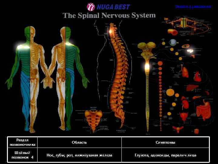 Перейти к содержанию Раздел позвоночника Область Симптомы Шейный позвонок 4 Нос, губы, рот, нижнеушная