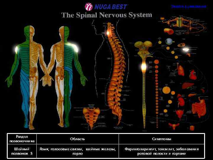 Перейти к содержанию Раздел позвоночника Область Симптомы Шейный позвонок 5 Язык, голосовые связки, шейные