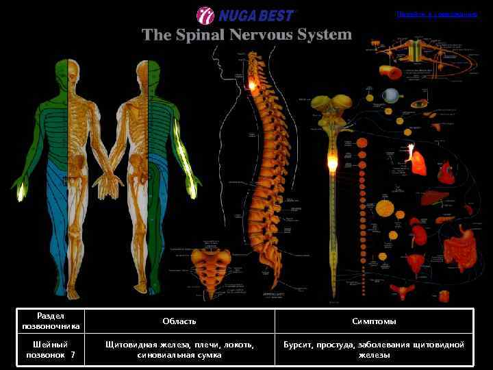 Перейти к содержанию Раздел позвоночника Область Симптомы Шейный позвонок 7 Щитовидная железа, плечи, локоть,