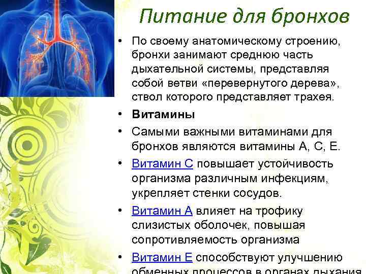 Питание для бронхов • По своему анатомическому строению, бронхи занимают среднюю часть дыхательной системы,