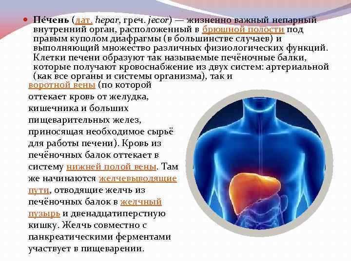  Пе чень (лат. hepar, греч. jecor) — жизненно важный непарный внутренний орган, расположенный