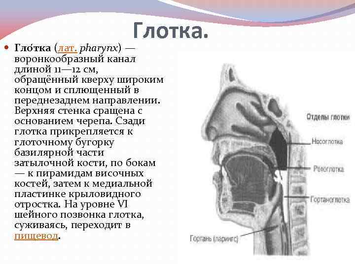 Глотка. Гло тка (лат. pharynx) — воронкообразный канал длиной 11— 12 см, обращённый кверху