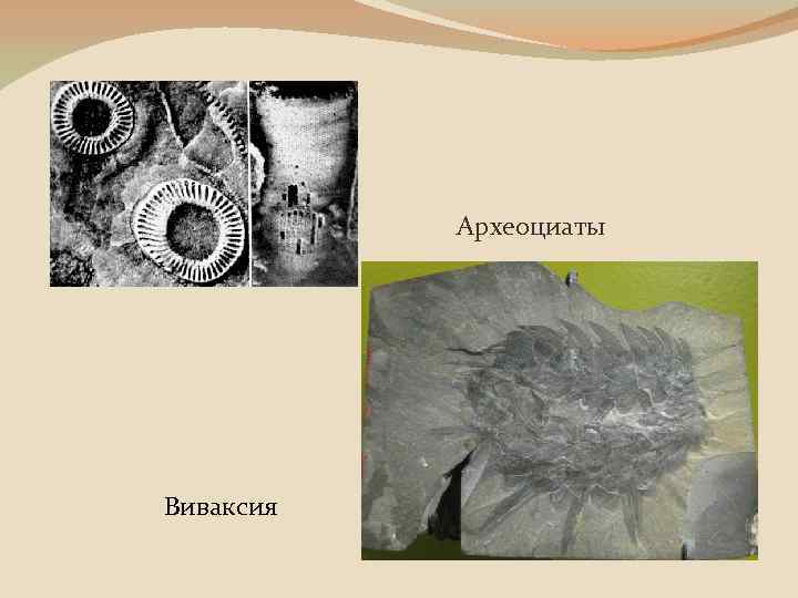 Археоциаты Виваксия 