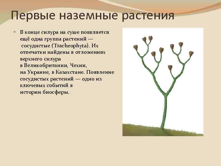 Первые наземные растения В конце силура на суше появляется ещё одна группа растений —
