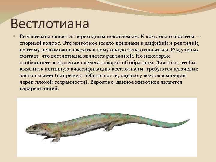 Вестлотиана является переходным ископаемым. К кому она относится — спорный вопрос. Это животное имело