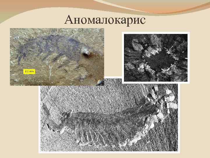 Аномалокарис 