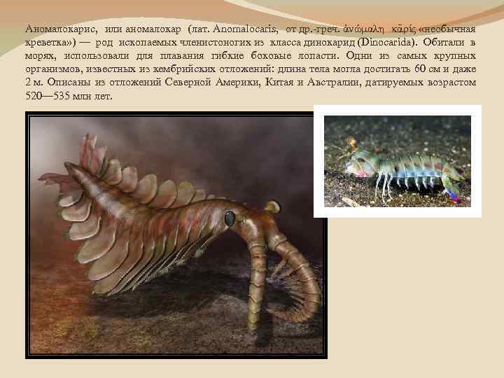 Аномалокарис, или аномалокар (лат. Anomalocaris, от др. -греч. ἀνώμαλη κᾱρίς «необычная креветка» ) —