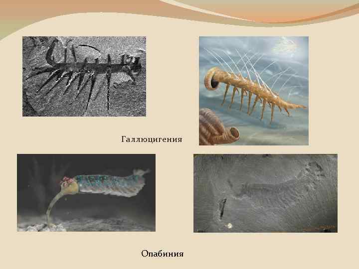 Галлюцигения Опабиния 