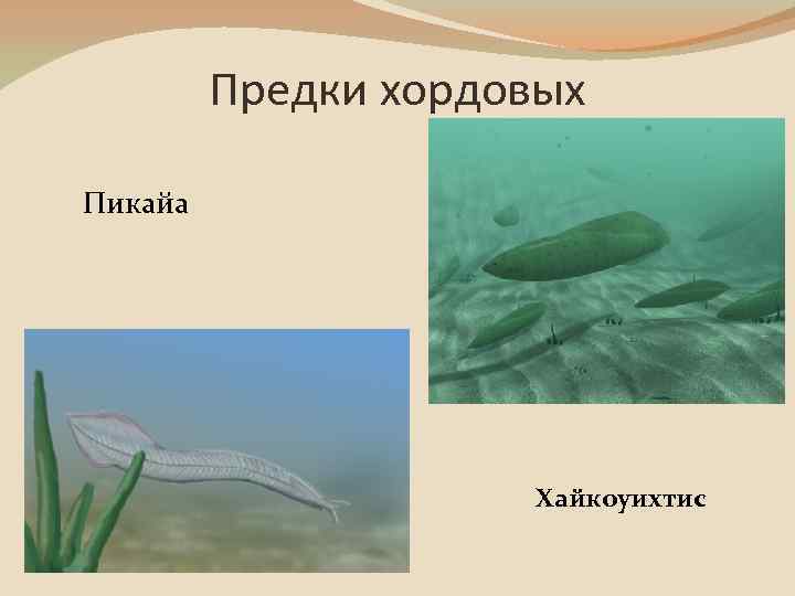 Предки хордовых Пикайа Хайкоуихтис 
