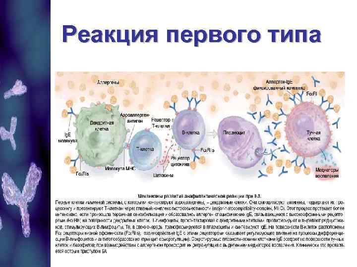 Реакция первого типа 