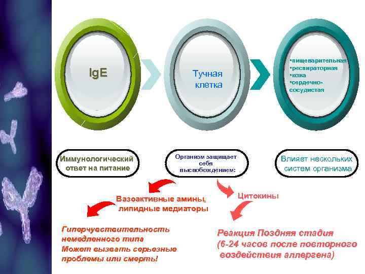  • пищеварительная • респираторная • кожа • сердечнососудистая Ig. E Тучная клетка Иммунологический