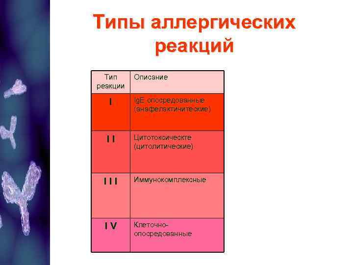 Типы аллергических реакций Тип реакции I I I Описание Ig. E опосредованные (анафелактичитеские) Цитотоксическте