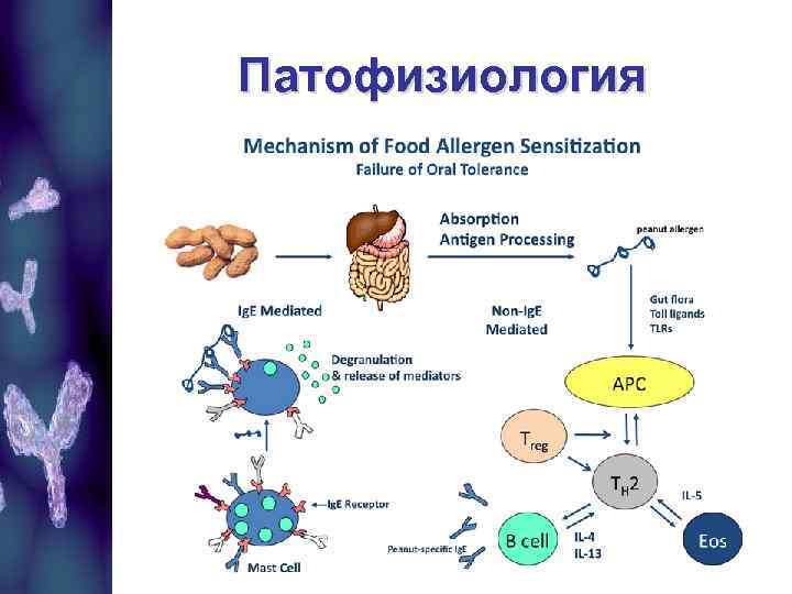 Патофизиология 