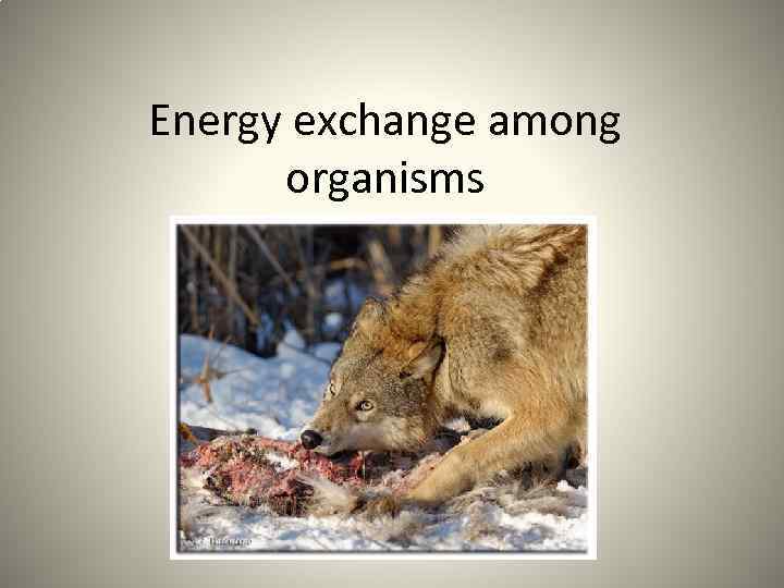 Energy exchange among organisms 