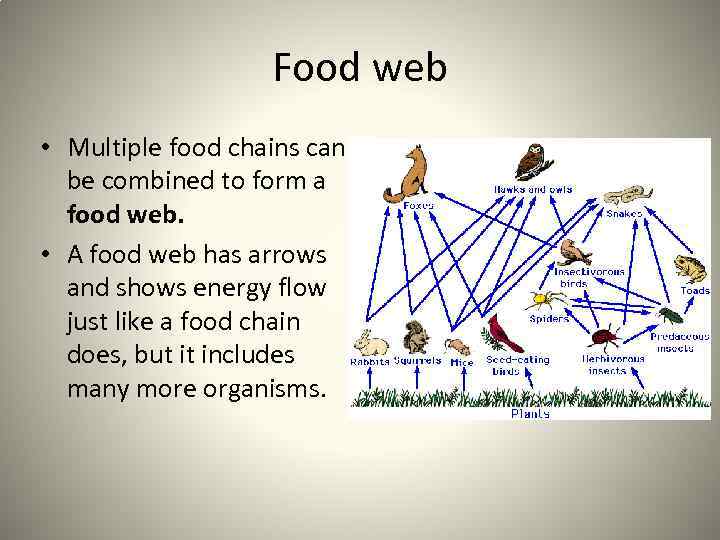 Food web • Multiple food chains can be combined to form a food web.