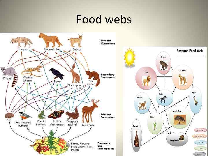 Food webs 