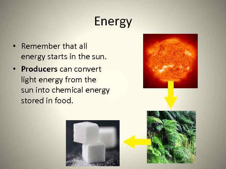 Energy • Remember that all energy starts in the sun. • Producers can convert