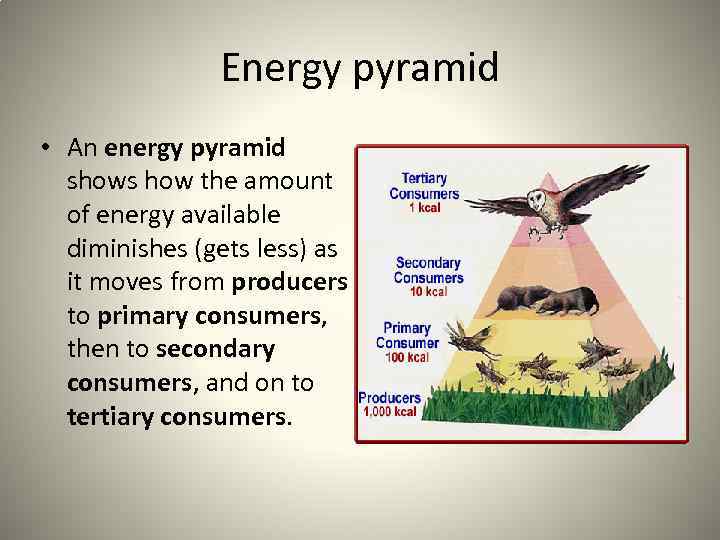 Energy pyramid • An energy pyramid shows how the amount of energy available diminishes