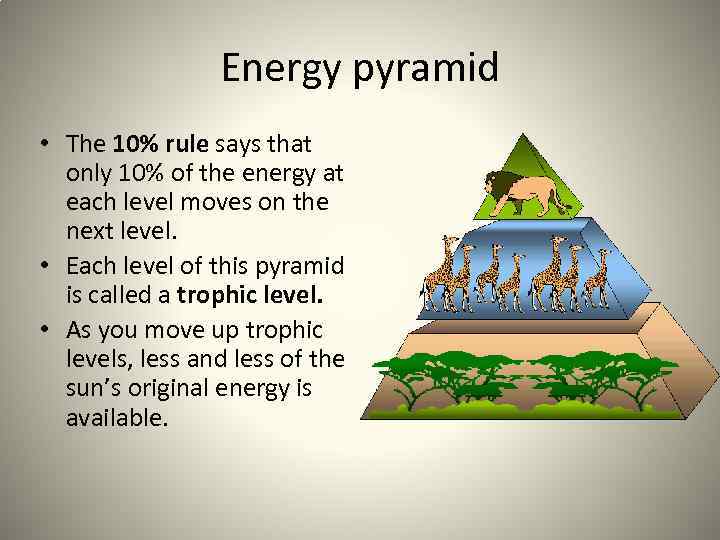 Energy pyramid • The 10% rule says that only 10% of the energy at