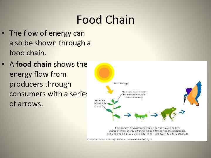 Food Chain • The flow of energy can also be shown through a food