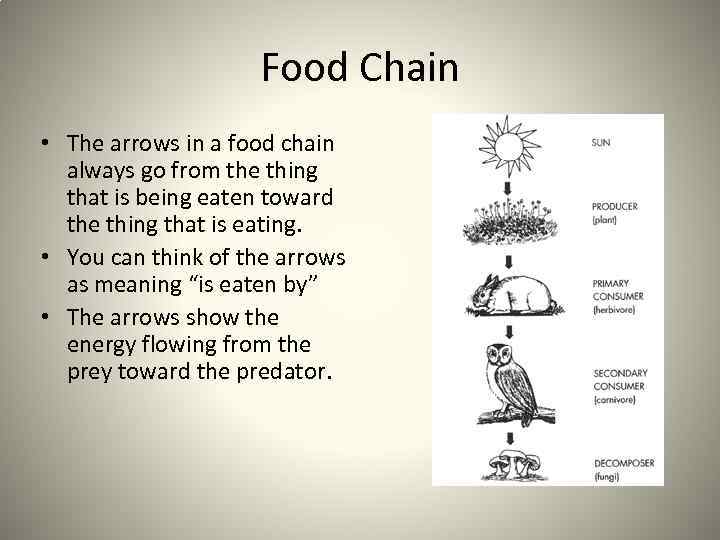 Food Chain • The arrows in a food chain always go from the thing