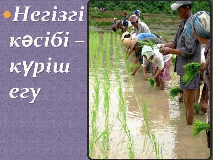  Негізгі кәсібі – күріш егу 