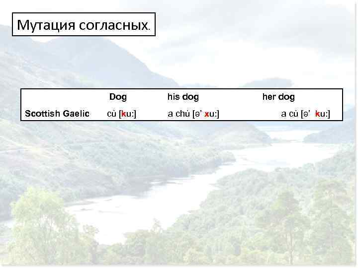 Мутация согласных. Dog his dog Scottish Gaelic cù [ku: ] her dog a chù