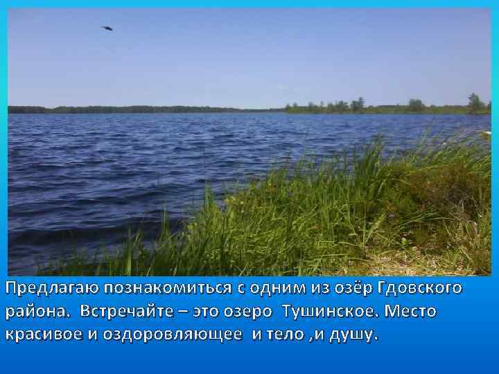 Предлагаю познакомиться с одним из озёр Гдовского района. Встречайте – это озеро Тушинское. Место
