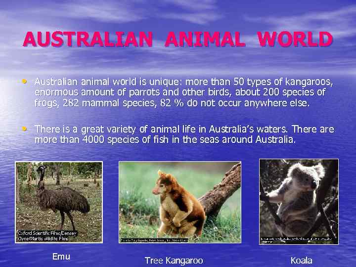 AUSTRALIAN ANIMAL WORLD • Australian animal world is unique: more than 50 types of