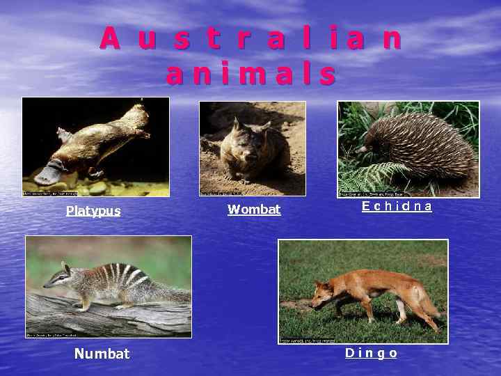 A u s t r a l ia n animals Platypus Numbat Wombat Echidna