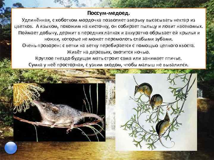 Поссум-медоед. Удлинённая, с хоботком мордочка позволяет зверьку высасывать нектар из цветков. А языком, похожим