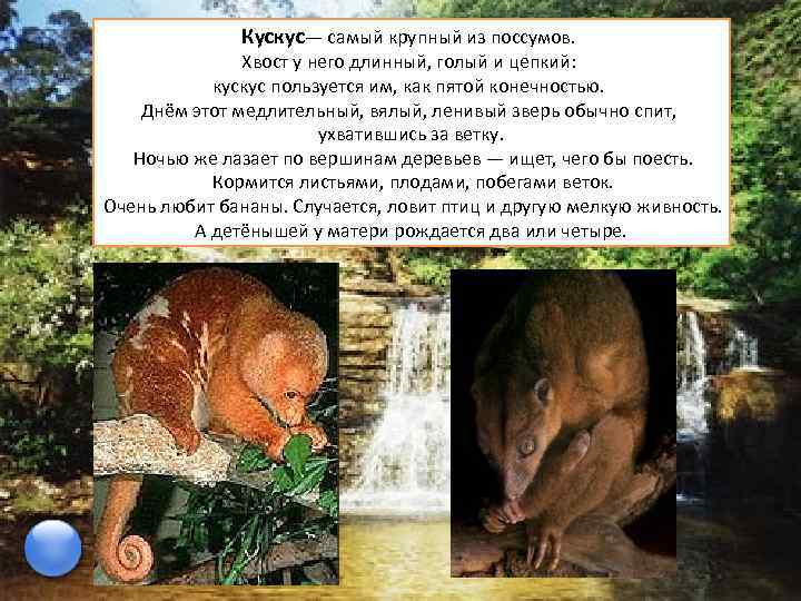 Кускус— самый крупный из поссумов. Хвост у него длинный, голый и цепкий: кускус пользуется