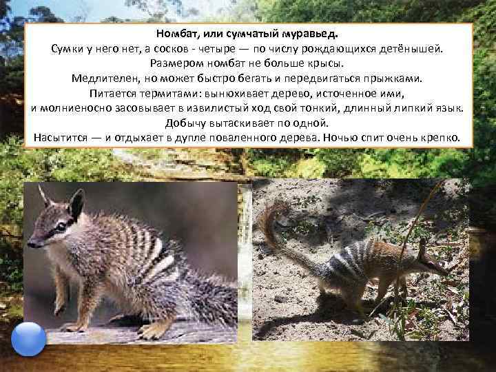 Номбат, или сумчатый муравьед. Сумки у него нет, а сосков - четыре — по