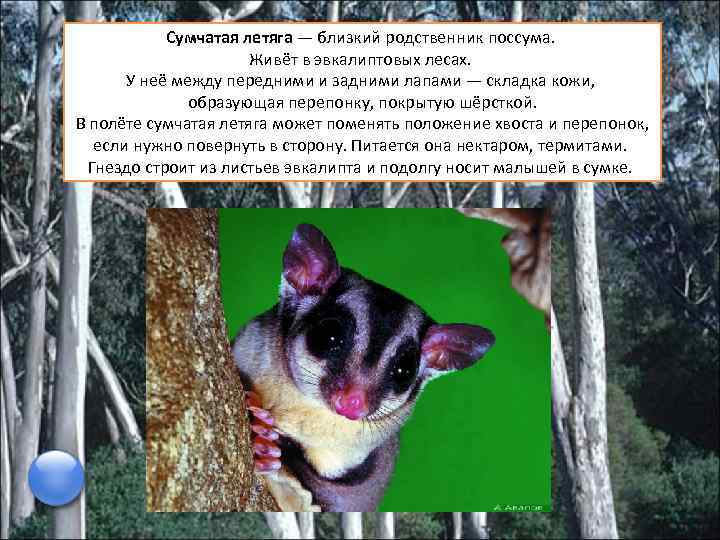 Сумчатая летяга — близкий родственник поссума. Живёт в эвкалиптовых лесах. У неё между передними