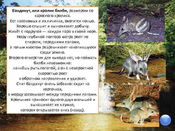 Бандикут, или кролик билби, размером со взрослого кролика. Ест насекомых и их личинки, охотится