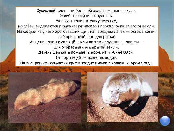 Сумчатый крот — небольшой зверёк, меньше крысы. Живёт на окраинах пустынь. Ушных раковин и