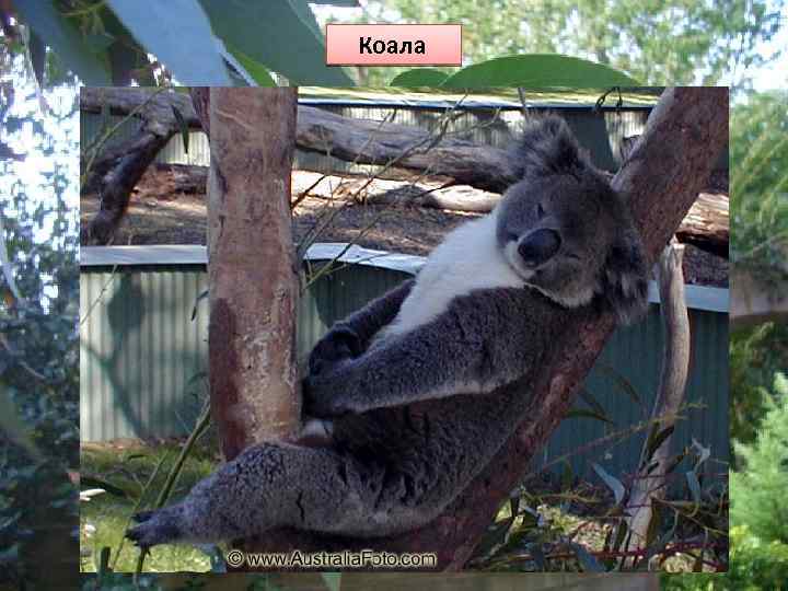 Коала 