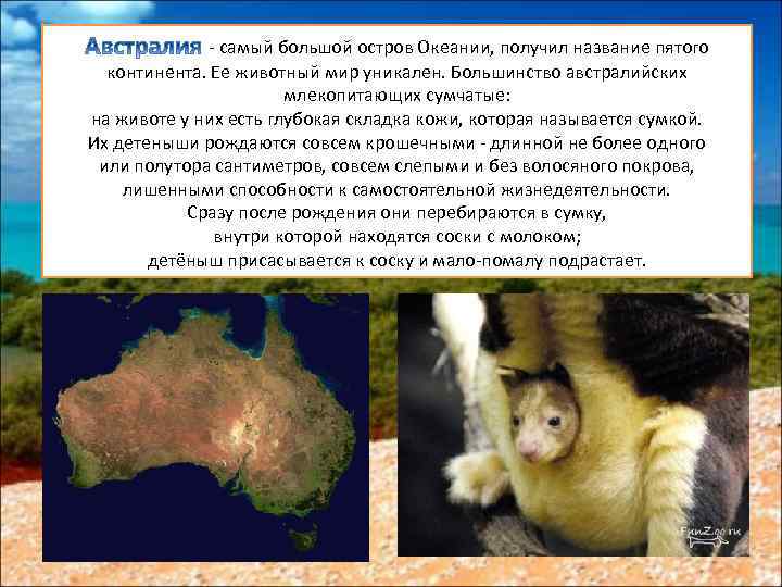 - самый большой остров Океании, получил название пятого континента. Ее животный мир уникален. Большинство